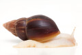 Lissachatina fulica A albino body semiadult, 6cm